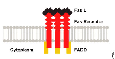 DISC Formation.