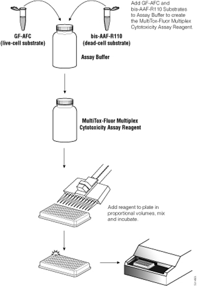 Schematic diagram of the MultiTox-Fluor Multiplex Cytotoxicity Assay.