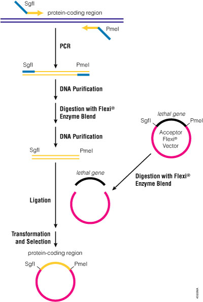 Cloning a protein-coding region into the Flexi® Vectors.