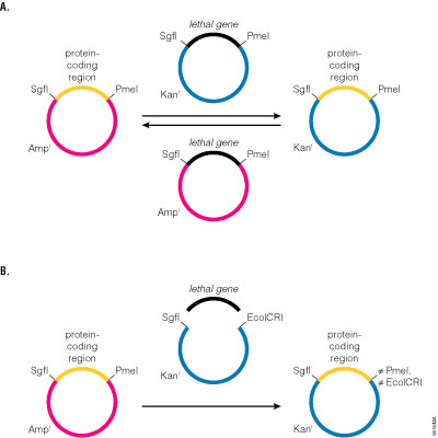 Transferring protein-coding regions in the Flexi® Vector Systems.