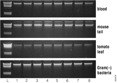 Consistent purification using the Maxwell® 16 Instrument.