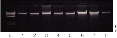 A panel of murine tissues purified using the Maxwell® 16 Tissue DNA Purification Kit on the Maxwell® 16 Instrument.