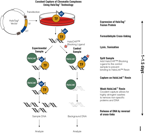 Capture of DNA:protein interactions using the HaloTag® technology.