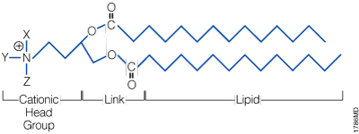 The general structure of a synthetic cationic lipid.
