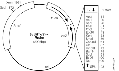 pGEM-7Zf(–) Vector.