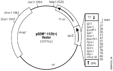 pGEM-11Zf(+) Vector.