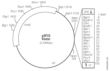 pSP73 Vector.