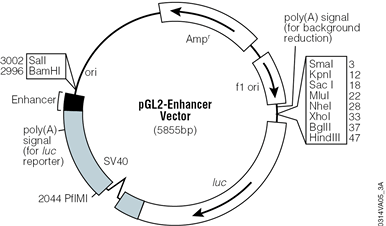 pGL2-Enhancer Vector.