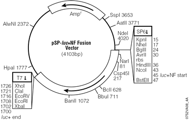pSP-luc+NF Fusion Vector.