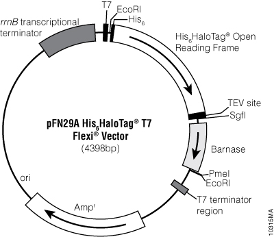 pFN29A His6HaloTag® T7 Flexi® Vector.