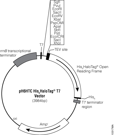 pH6HTC His6HaloTag® T7 Vector.