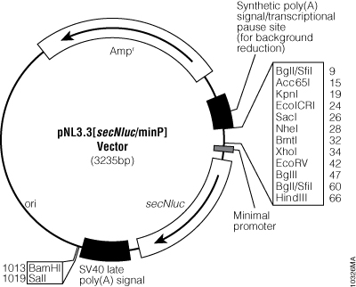 pNL3.3[secNluc/minP] Vector.