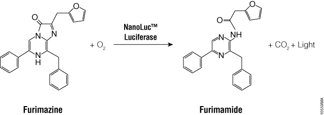 The bioluminescent reaction catalyzed by NanoLuc™ luciferase.