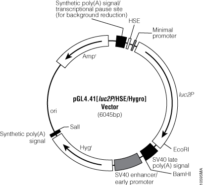 pGL4.41[luc2P/HSE/Hygro] Vector.