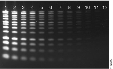Diamond™ Gel Nucleic Acid staining of DNA separated on a 1.2% Clear E-gel®.