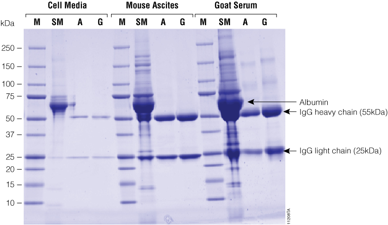 Antibody purified from various sample types using the Magne™ Protein A and Magne™ Protein G Beads.