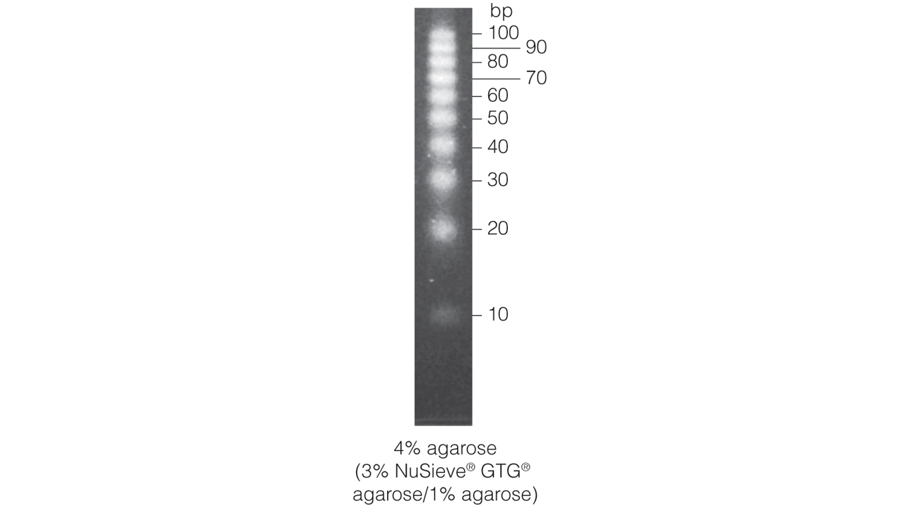10bp DNA Step Ladder.