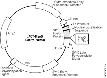 pACT-MyoD Control Vector.