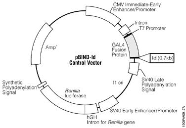 pBIND-Id Control Vector.