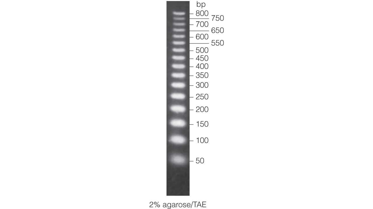 50bp DNA Step Ladder.