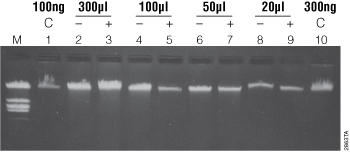 Genomic DNA isolated from decreasing volumes of whole blood, in the presence (+) or absence (–) of linear acrylamide carrier.