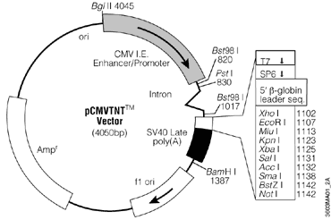 pCMVTNT Vector.