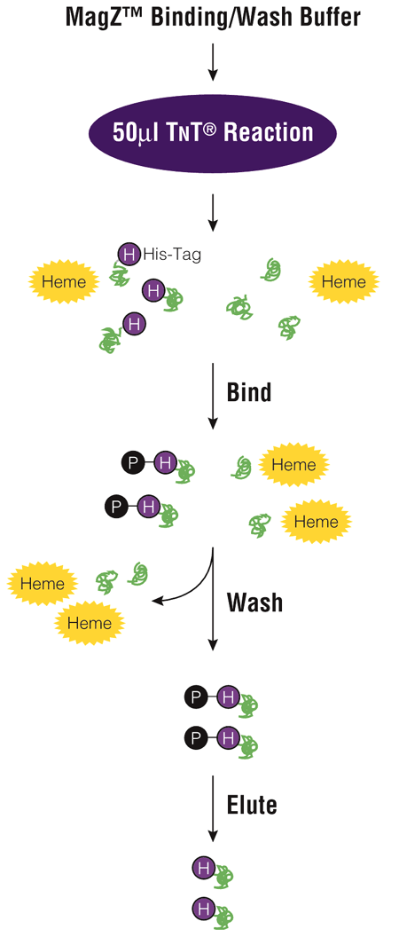 Overview of the MagZ Protein Purification System protocol.
