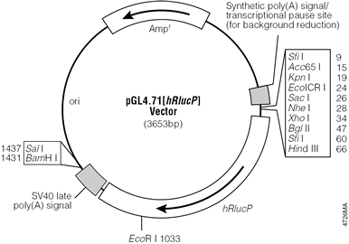 pGL4.71[hRlucP] Vector.