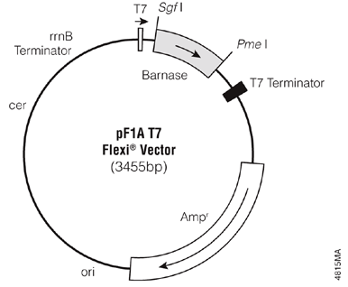 pF1A T7 Flexi Vector.