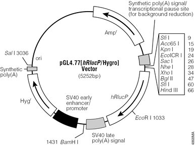 pGL4.77[hRlucP/Hygro] Vector. 