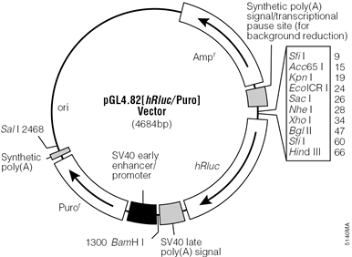 pGL4.82[hRluc/Puro] Vector.