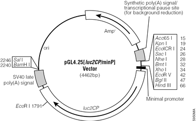 pGL4.25[luc2CP/minP] Vector.