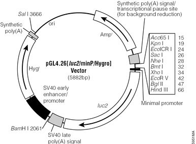 pGL4.26[luc2/minP/Hygro] Vector.