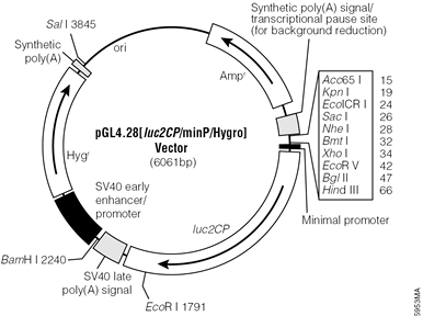 pGL4.28[luc2CP/minP/Hygro] Vector.