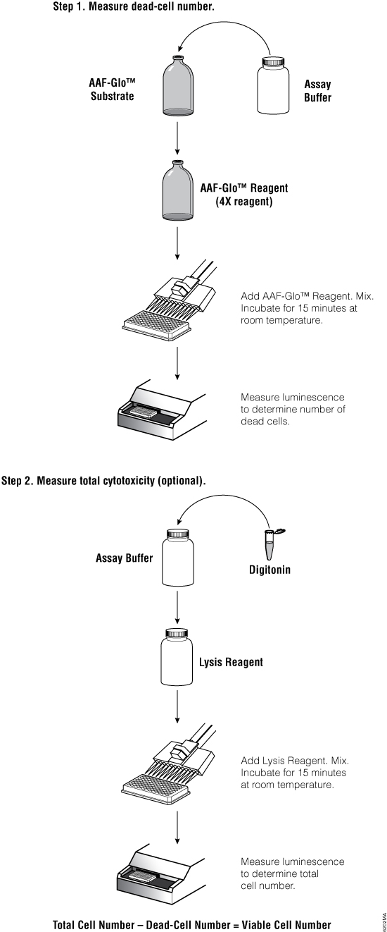 Overview of the CytoTox-Glo Cytotoxicity Assay protocol.