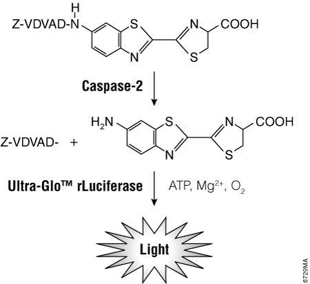 Caspase-2 cleavage of the luminogenic substrate containing the VDVAD sequence.