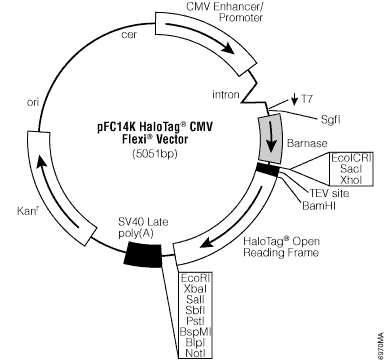 pFC14K HaloTag CMV Flexi Vector.