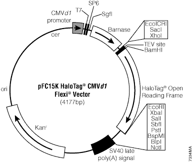 pFC15K HaloTag CMVd1 Flexi Vector. 