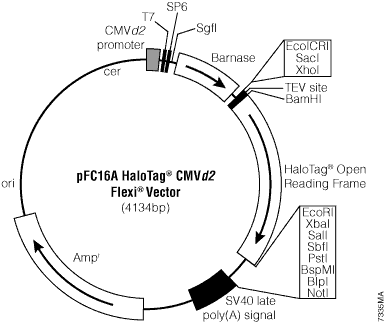 pFC16A HaloTag CMVd2 Flexi Vector.