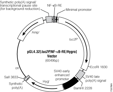 pGL4.32[luc2P/NF-KB-RE/Hygro] Vector.