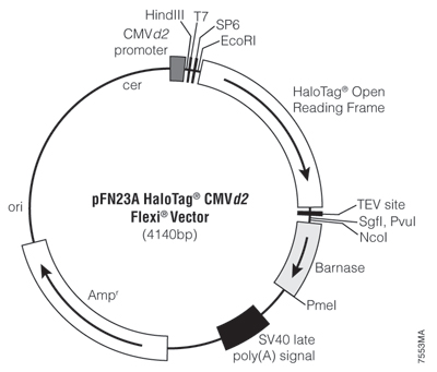pFN23A HaloTag CMVd2 Flexi Vector 7553MA
