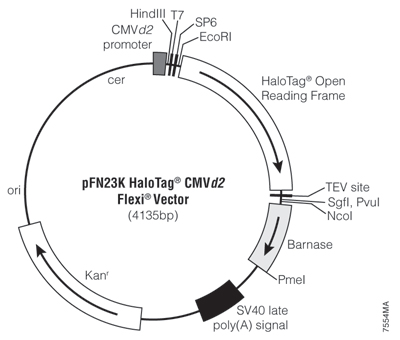 pFN23K HaloTag CMVd2 Flexi Vector 7554MA