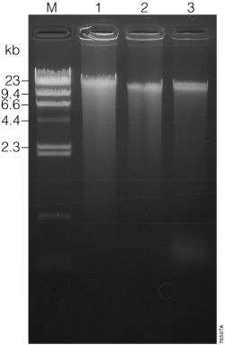 Agarose gel electrophoresis of DNA isolated from 400 microliters of Oragene DNA/saliva samples.