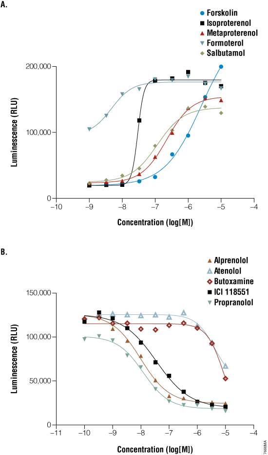 Interrogation of G-alpha-s-coupled receptors using the GloSensor cAMP Assay.