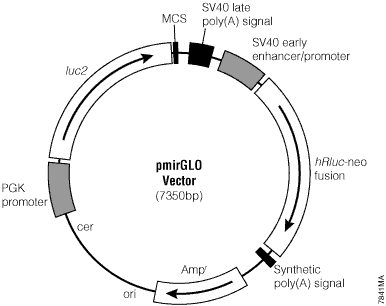 pmirGLO Vector. 