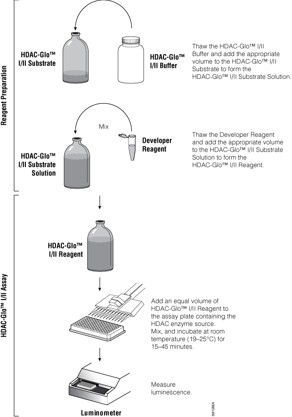 Overview of the HDAC-Glo Assay protocol.