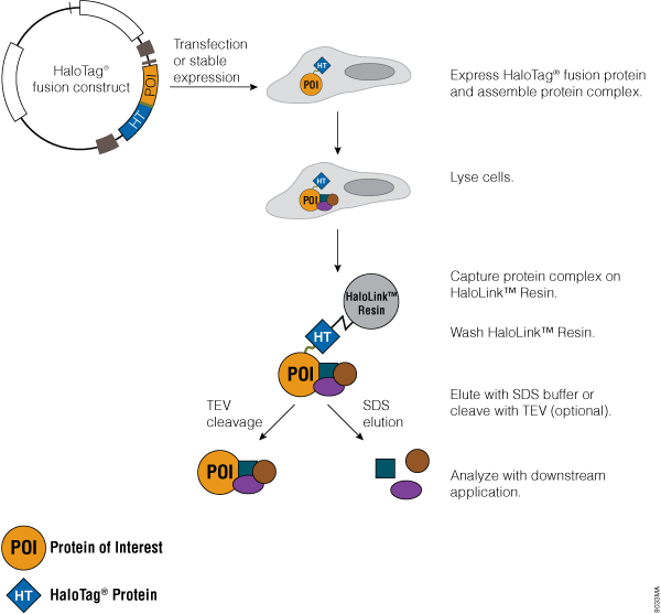 Representation of the HaloTag mammalian pull-down assay using HaloTag fusion protein as bait.