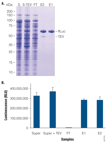 Quantitative recovery of firefly luciferase. 