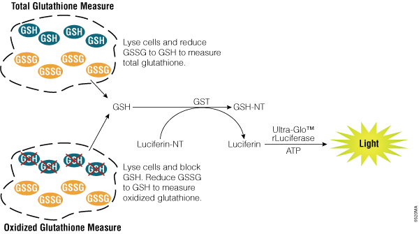 GSH-dependent conversion of a GSH probe, Luciferin-NT, to luciferin.