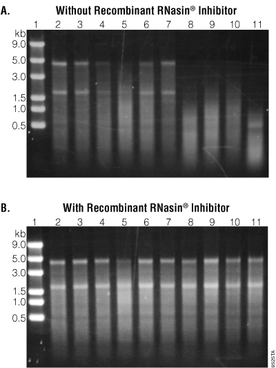 Gel analysis of RNA integrity after incubation.
